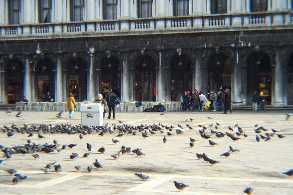 Piazza San Marco with pigeons