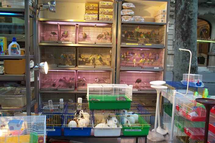 Bunny and Bird Shop